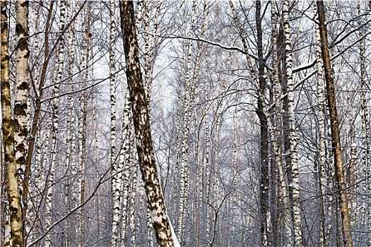 桦树,树干,冬天,树林