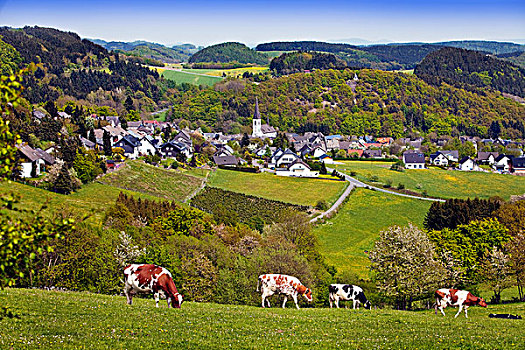 风景,地区,城市,母牛,正面,藻厄兰,北莱茵威斯特伐利亚,德国,欧洲