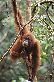 苏门答腊岛,猩猩,哺乳动物,猴子,猿,古农列尤择国家公园,印度尼西亚,亚洲,动物