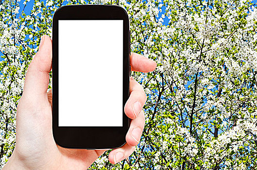 智能手机,花,树,春天