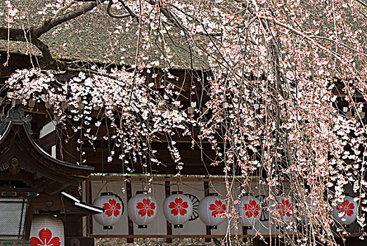 樱花,树,纸灯笼,京都,日本