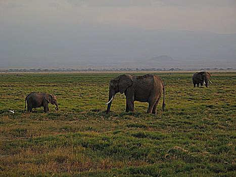 肯尼亚野生动物