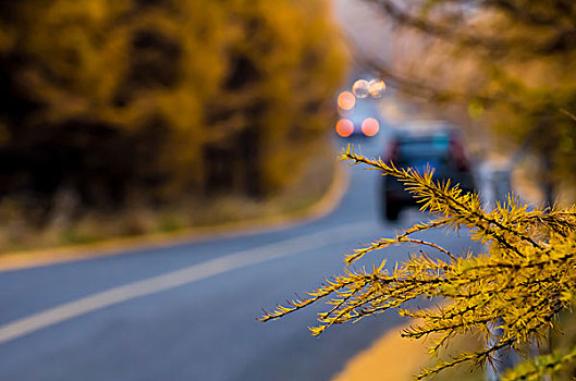 穿过松树林的道路