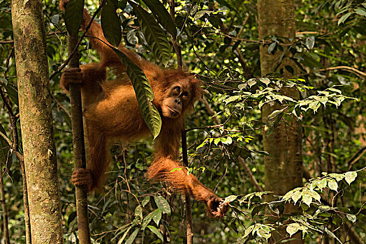 猩猩,丛林,印度尼西亚