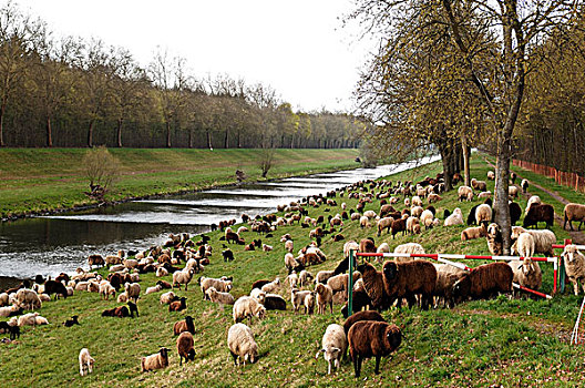 绵羊,放牧,运河,堤岸,巴登符腾堡,德国,欧洲