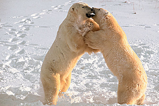 北极熊,打斗,北极,丘吉尔市,曼尼托巴,加拿大,哈得逊湾,冰冻,苔原