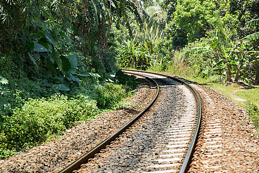 弯曲,铁路线,茂盛,树林,植被,斯里兰卡,亚洲