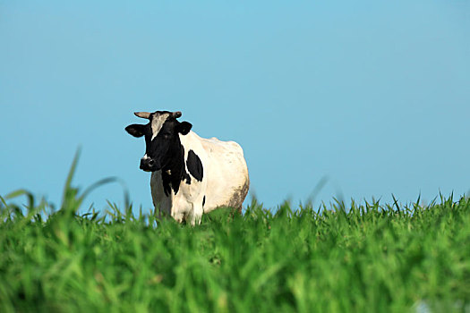 一个,母牛,草地