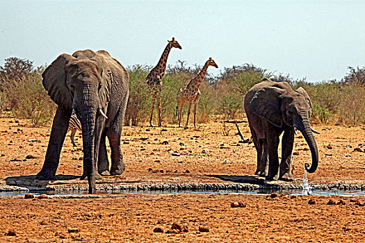 非洲,纳米比亚,大象,长颈鹿