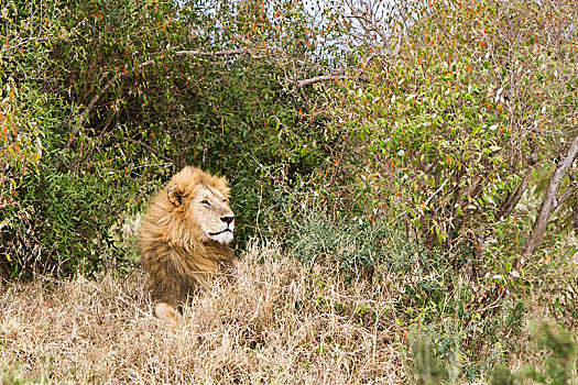 狮子,雄性,马赛马拉,裂谷省,肯尼亚,非洲