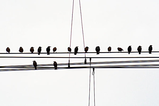 常见八哥,紫翅椋鸟,群,荷兰