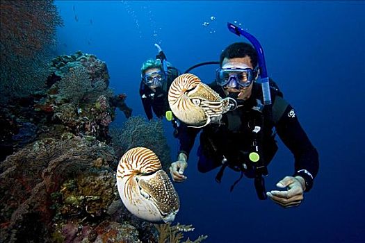 密克罗尼西亚,贝劳,鹦鹉螺