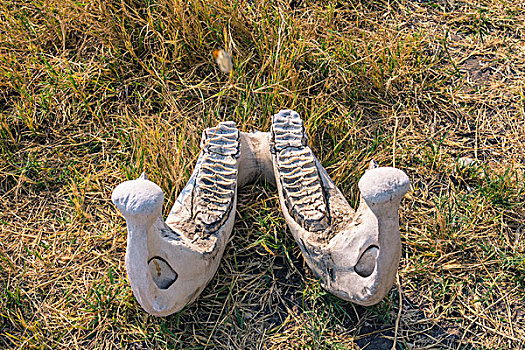 博茨瓦纳,乔贝国家公园,萨维提,大象,骨头,颚骨