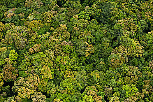 雨林,圭亚那