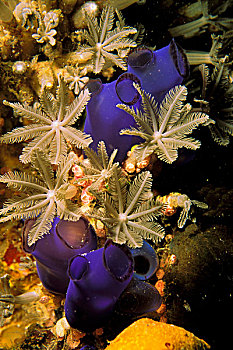 花,珊瑚,被囊动物