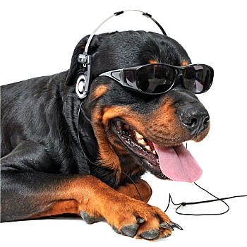 罗特韦尔犬,音乐
