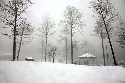 树林,树木,雪