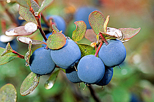 普通,蓝莓,北方,艾伯塔省,加拿大