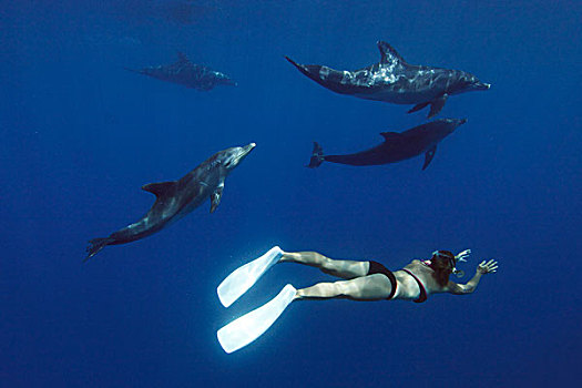 印度洋,宽吻海豚,宽吻海豚属,小笠原群岛,日本