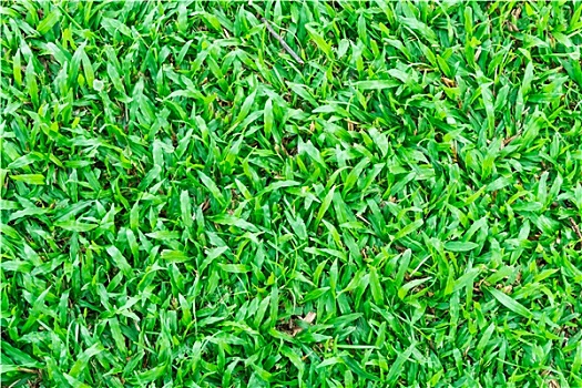 绿色,高尔夫,草地,背景