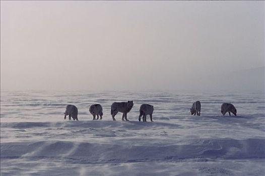 北极狼,狼,冰,艾利斯摩尔岛,加拿大