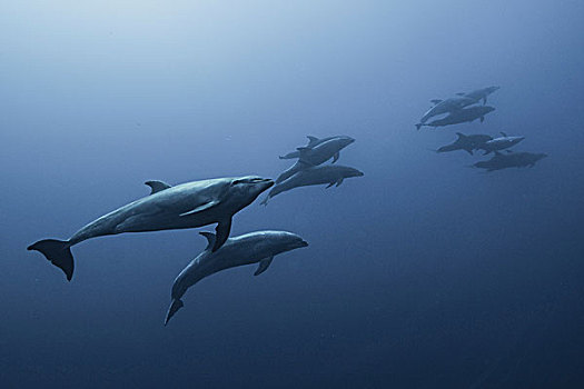 家族,宽吻海豚,游动,向上,深,蓝色
