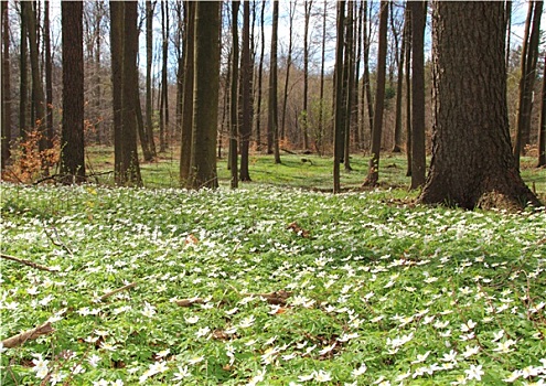 树林,春天,白色