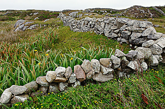 干燥,石墙,珊瑚,康纳玛拉,戈尔韦郡,爱尔兰,欧洲