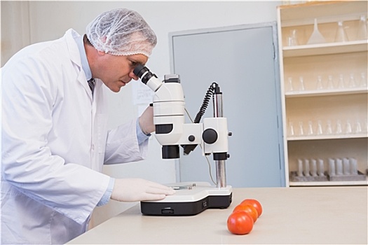 食物,科学家,看穿,显微镜