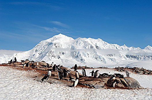 南极,南极半岛,山峦,冰,巴布亚企鹅,背景