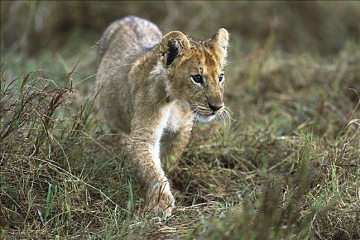 非洲狮,狮子,三个,老,幼兽,走,马赛马拉国家保护区,肯尼亚,非洲