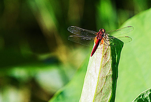 红蜻蜓,池塘,荷花,荷叶
