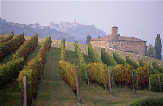 巴罗洛葡萄酒,葡萄园,意大利