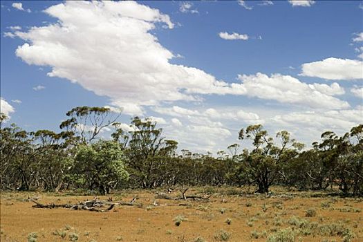疏林草原,桉树,澳洲南部