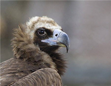 黑美洲鹫,特写