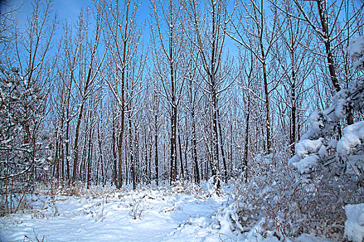 中国冬季白色的雪覆盖着的树林