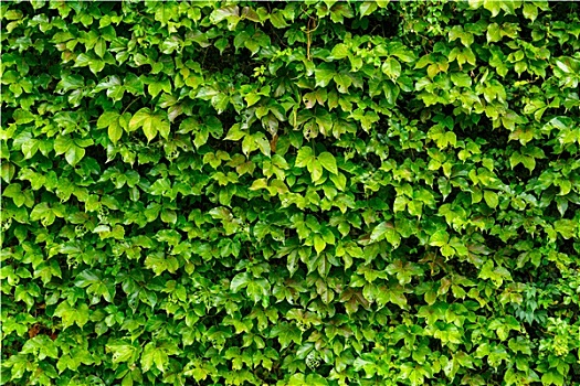 绿色,常春藤,叶子,墙壁