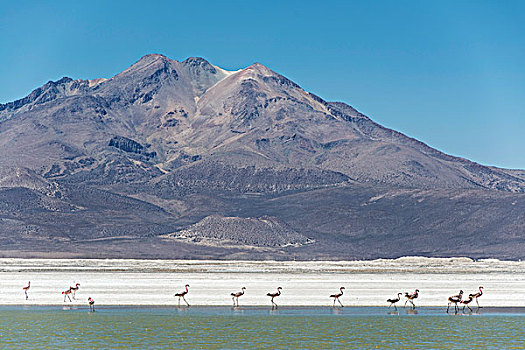 火烈鸟,自然,盐湖,区域,北方,智利,南美