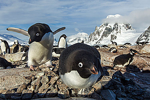 南极,阿德利企鹅,岩石,阳光