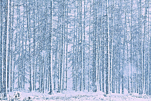 落叶松属植物,树林,下雪