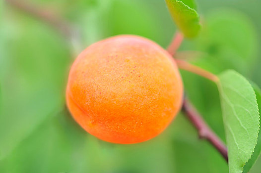 夏季里金黄色成熟的大杏