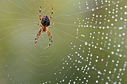 欧洲园蛛,十字园蛛,蜘蛛网,下萨克森,德国,欧洲