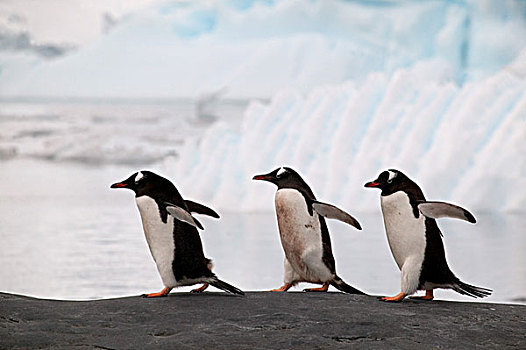 巴布亚企鹅,岩石,海岸线,背景,冰山,南极
