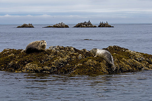 两个,斑海豹,休息,石头,岸边,湾,卡特麦国家公园,西南方,阿拉斯加,夏天