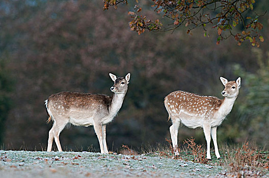 扁角鹿,黇鹿,两个,站立,地面,肯特郡,英格兰,英国,欧洲