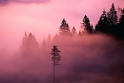 威勒米特国家公园,雾,日出