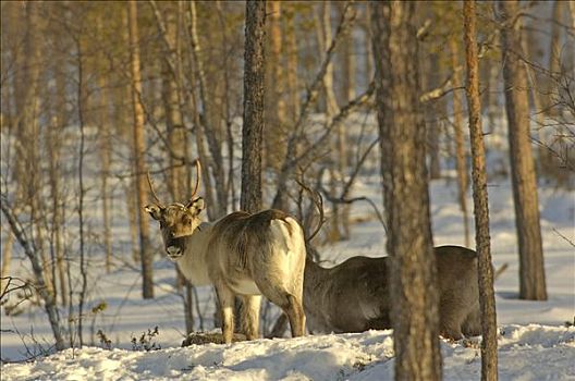 芬兰,拉普兰,驯鹿,靠近,伊瓦洛