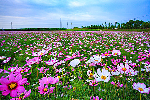 格桑花,波斯菊