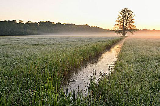 树,地点,早晨,亮光,自然保护区,黑森州,德国,欧洲