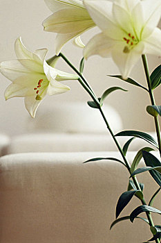麝香百合,百合,花,白色,植物,切片,装饰,概念,简单,漂亮,精美,客厅,背景,模糊
